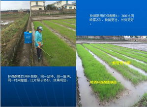 彻底告别农药化肥 环保酵素种植水稻成效显著 来自农业科技局的试验数据